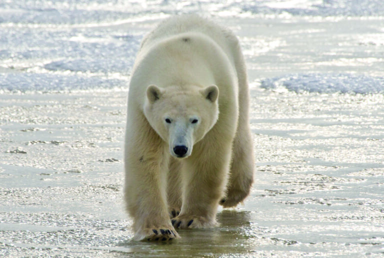 Eisbär